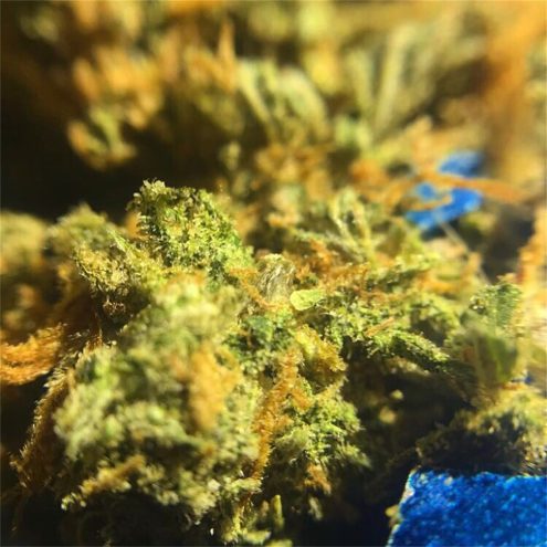 Jack Herer aka JH, The Jack, Premium Jack, Platinum Jack, Jack - Image 2